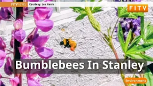 Шмели неожиданно появились на Фолклендских островах.