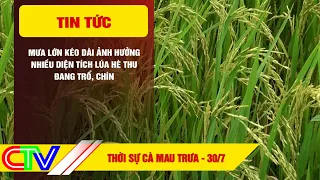 CA MAU NEWS NOON 07/30/2026 | PROLONGED HEAVY RAIN IMPACTS LARGE AREAS OF SUMMER-AUTUMN RICE DURI...