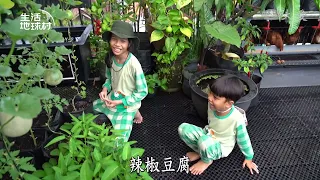 【生活地球村】 屋頂耕種 安心無負擔 20261004