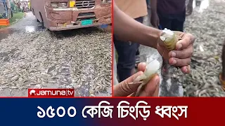 চিংড়িতে ক্ষতিকর জেলি! সাতক্ষীরায় বিপুল পরিমাণ সরঞ্জামসহ ধ্বংস ১৫০০ কেজি চিংড়ি | Shrimp | Jamuna TV