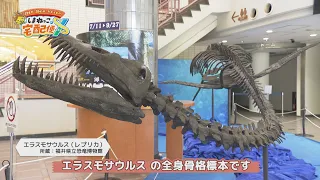 【しまねっこの宅配便X】#14 海竜大進化～恐竜時代の蒼き海へ～