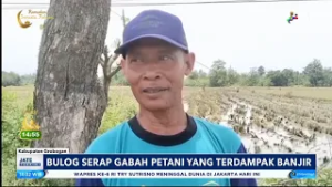 Bulog Serap Gabah Petani Yang Terdampak Banjir
