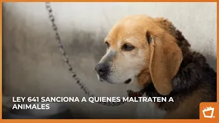 ¿Qué sanción puede recibir alguien por maltrato animal en Nicaragua?