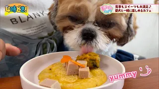 Great Lunch and Sweets! A Cafe You Can Enjoy with Your Dog: "mellow" (Miyazaki City) - Friday, Au...