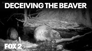 The beaver dam problem and what Michigan can do about it