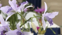 Enjoy the Colors and Scents: "Autumn Orchid Exhibition" at Kusatsu Aquatic Botanical Garden Mizun...