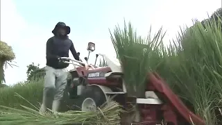 Preparing for the Year-End in a Midsummer Rice Field: Harvesting Green Rice for Traditional "Saku...