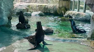 Audubon Zoo welcomes playful new sea lion