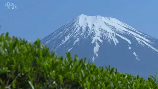 ～茶の芽にうかぶ～