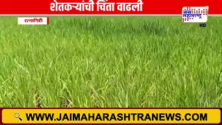 Ratnagiri | पावसाची दडी, भातशेती अडचणीत; भातपिकावर करपा रोगाचा धोका