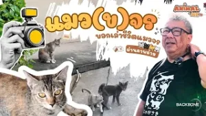 แมว(ข)จร บอกเล่าชีวิตแมวจรผ่านภาพถ่าย