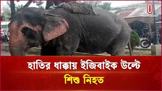হাতি দিয়ে চাঁদা তোলার সময় দুর্ঘটনা | Elephant Accident | Independent TV