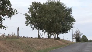 Újraéled a Szent Mihály fasor