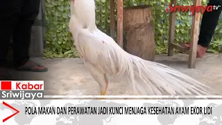 Diet and Grooming Are Key to Maintaining Ekor Lidi Chicken Health