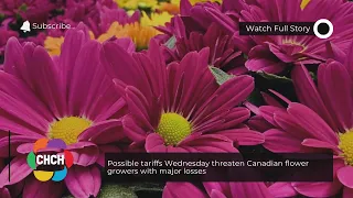 Possible tariffs Wednesday threaten Canadian flower growers with major losses