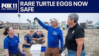 Sea turtle eggs moved to aquarium ahead of storm