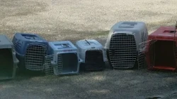Preparing your livestock for Hurricane Isaias