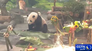 China Conservation and Research Center for the Giant Panda Hosts a Giant Panda Birthday Celebration
