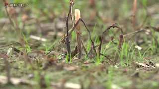 “在来種ソバ王国”の危機　記録的大雨で坂井市丸岡町のソバ畑が全滅　種も流され壊滅的な被害（2026年9月8日放送）