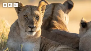 Lioness climbs tree to steal leopard’s kill | Big Cats 24/7 Series 2 – BBC