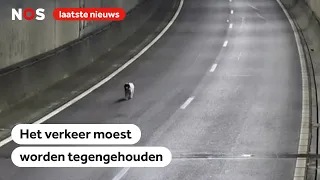 Verkeer stilgelegd om verdwaalde hond op snelweg