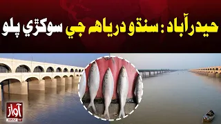 Hyderabad: Indus River’s Famous Gift, Pallo Fish  | Latest Update | Awaz Tv