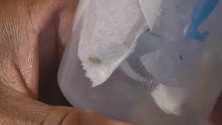 Residents report bed bug outbreak at Maywood housing complex