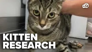 Are kittens still being used in federal research? New report raises questions