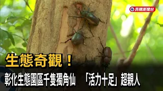 Ecological Marvel! Thousands of Rhinoceros Beetles at a Changhua Eco-Park Are "Full of Energy" an...
