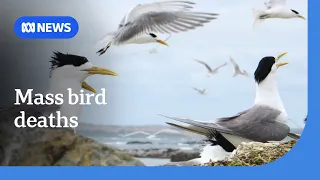 Fears mass bird deaths in Victorian beaches linked to bird flu | ABC NEWS