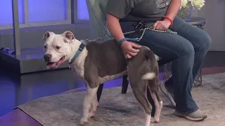 Petline9: Milo loves to play in the water