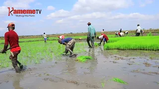 Arimi Kirinyaga kuhimbiria njira cia kIiriu urimi-ini gwithema hathara