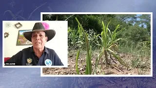 Food security in Central America in the face of El Niño