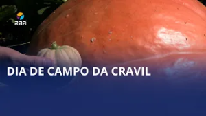 Do gigante ao mini: contraste chama atenção no hortifruti