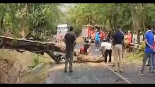 Caída de árbol interrumpe paso a balnearios La Boquita y Casares en Carazo