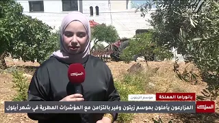 آمال المزارعين تتجدد  بموسم مبشر للزيتون يحمل معه الوفرة