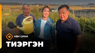 «Тиэргэн» Иннокентий Аполлонович мастан тыыннаах олбуору хайдах оҥорору кэпсээтэ  (01.09.26)