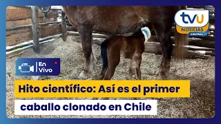 Scientific milestone in Chile: UdeC experts achieve the birth of the first equine clone