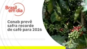 Conab prevê safra recorde de café para 2026