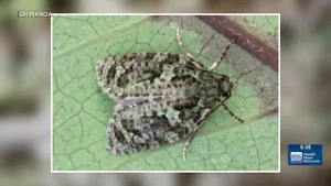 What's Trending: Hawaii moth discovery, Kamehameha Schools Hoolaulea