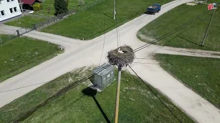 Storks always return to Raince