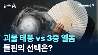 Monster Typhoon vs. Triple Heat Dome... What Will Dolphin Choose? / Channel A / News A
