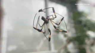 Butterfly Pavilion brings back Spider Zone, Toxic Terrors this October