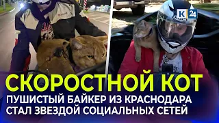 Krasnodar biker cat takes social media by storm