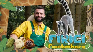 Fíricí Fíochmhara | An Léamair | Amhrán 🦝