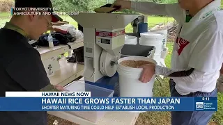 New study explores reviving rice production in Hawaii