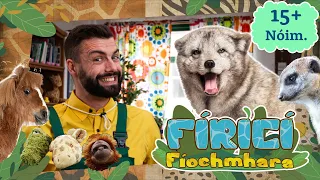 Fíricí Fíochmhara | Amhránaíocht 15+ nóiméad 🎶