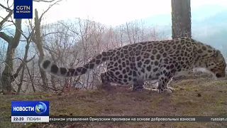 Tiger and Leopard Educational Center Opens in Dongning