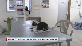 Reduced adoption fees coming to Twin Tiers shelters