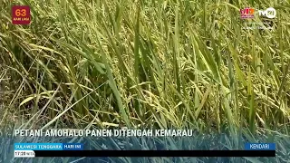 AMOHALO FARMERS HARVEST IN THE MIDST OF THE DROUGHT